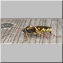 Amblyteles armatorius - Schlupfwespe w01h 14mm - Brocken-Gipfel-1142m-Harz ca-2000 Stueck-fdet02.jpg